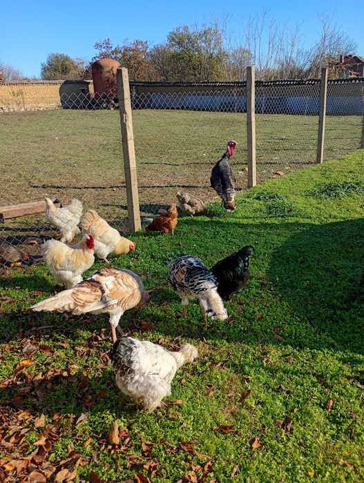 Предлагам пуяци.