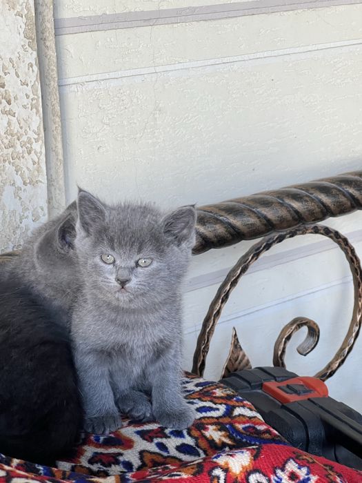 Продаются милые Котята страйта