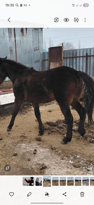 Семіз жылқылар сатылады