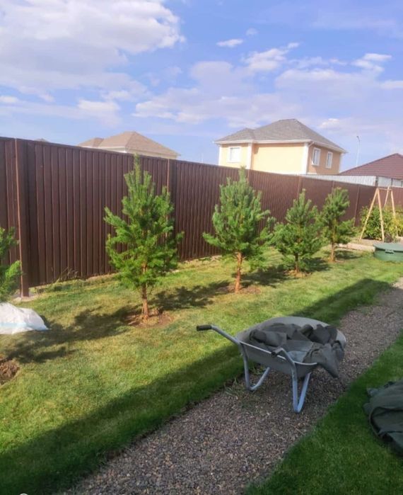 Саженцы сосна ёлка