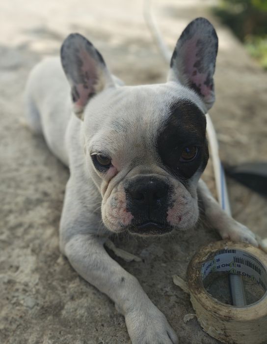 Мъжки френски булдог