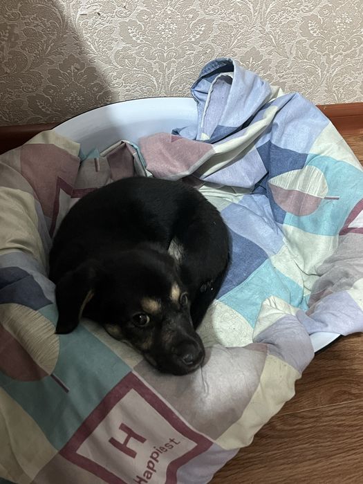 Щенок девочка 1-2месяца