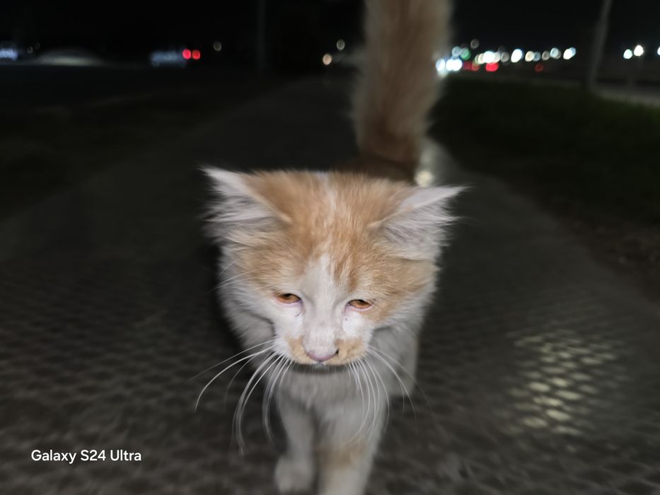 Mushukcha 5 oylik pul zarur