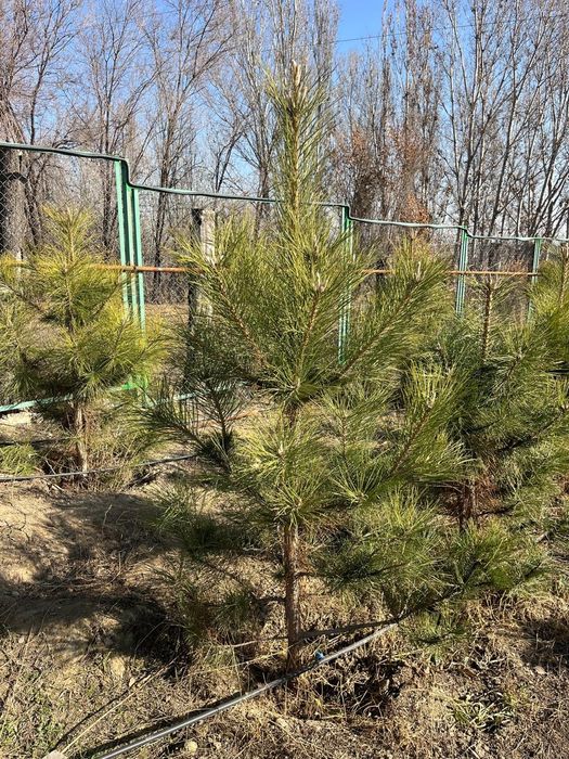 Сосна крымская, ель шренка,  туя