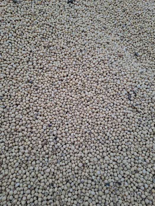 Vand soia, productie 2025