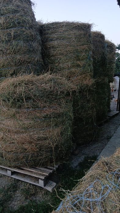 Vând baloti de lucerna mari de 120 pe 120 si baloti pătrați de lucerna