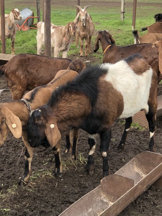 Țap Anglo-Nubian Certificat