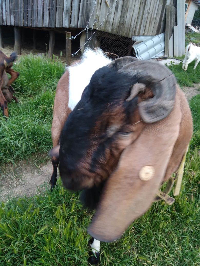 Vind 2 tapisori anglo nubian