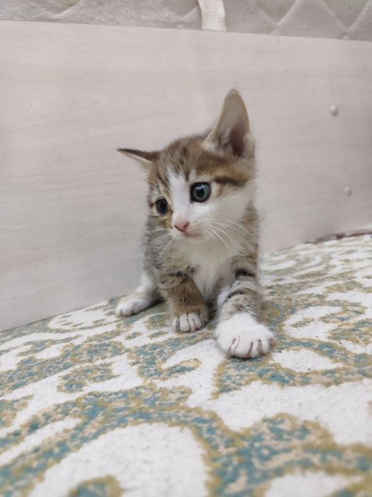 Damashni Mushuk bolalari tekinga beriladi