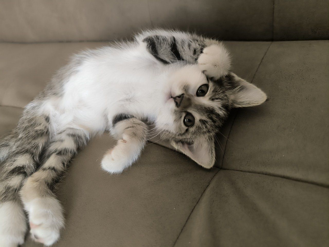 Котята  отдам в хорошие руки