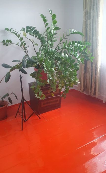 Доллар,фикус   гүл сатылады