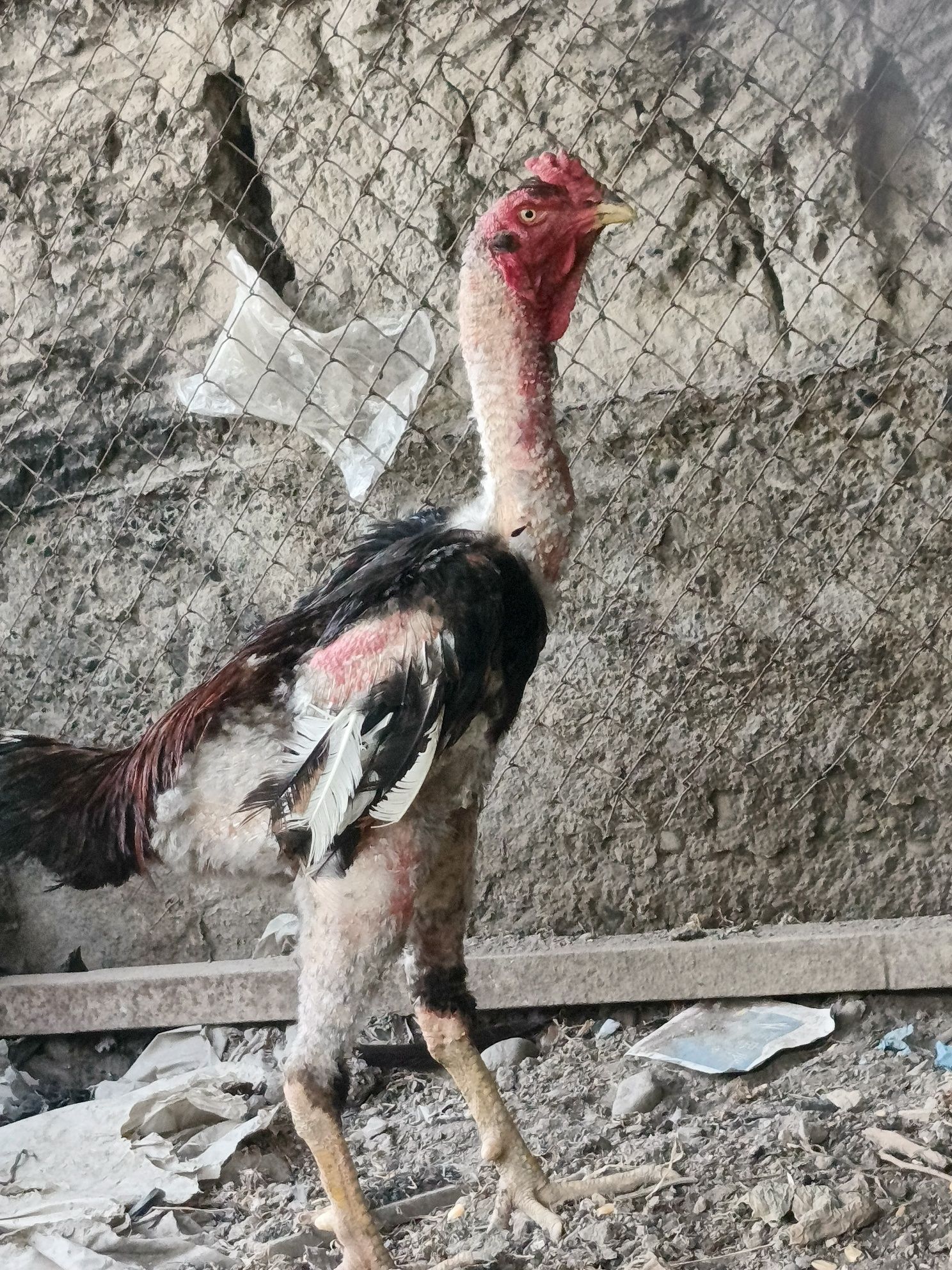 Zorini zoraganlarga 5 ta yutugi bor avgustda yoshiga toladi