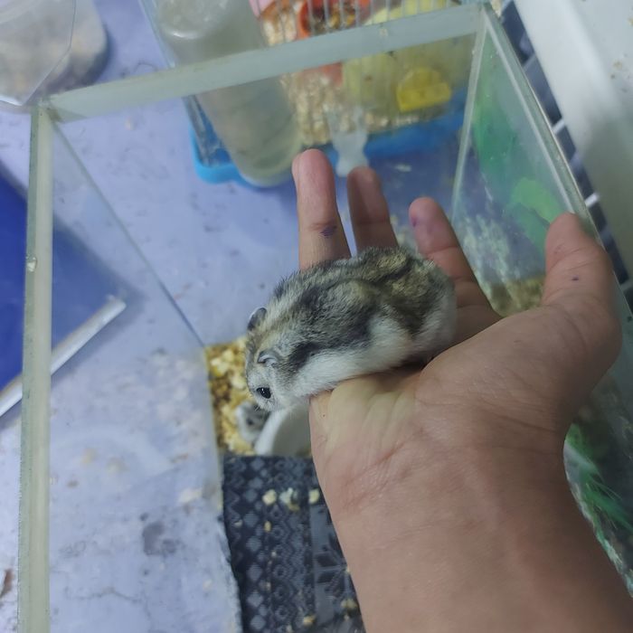 Хомяки джунгарские