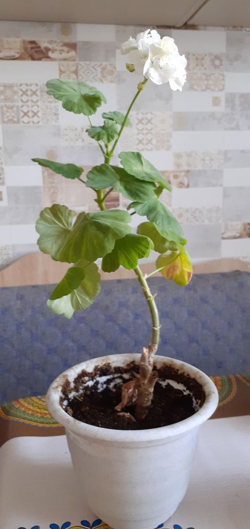 Цветы  комнатные