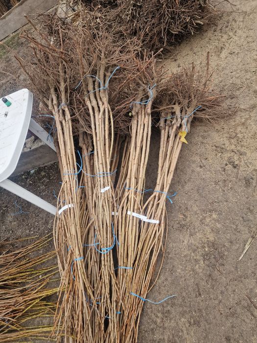 Pomi fructiferi altoiti