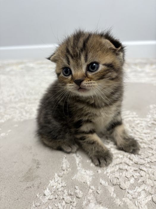 Котята вислоухие