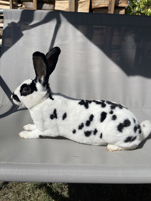 Iepuri Rex Dalmatian