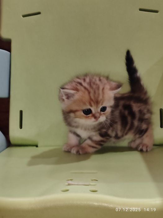 Продается Скоттиш страйт