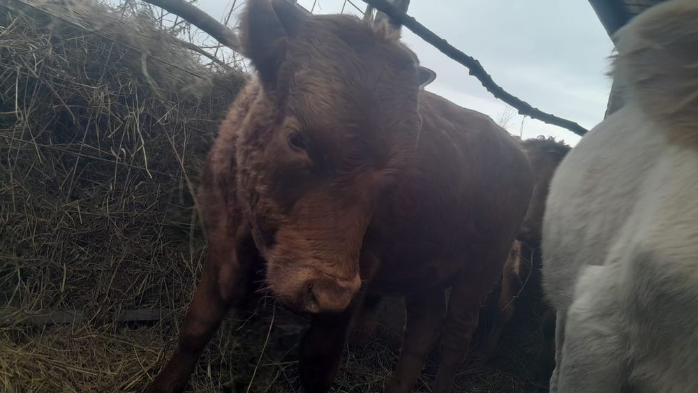 Продам корову и бычков