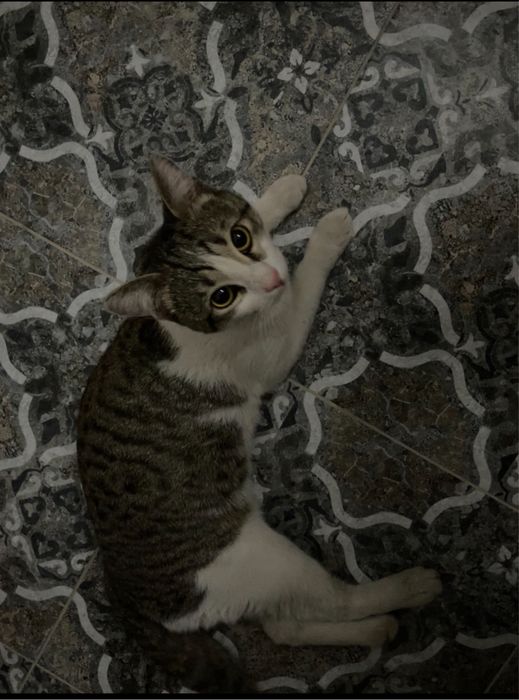 Ласковый  КОТИК ИЩЕТ себе ДОМ!!!