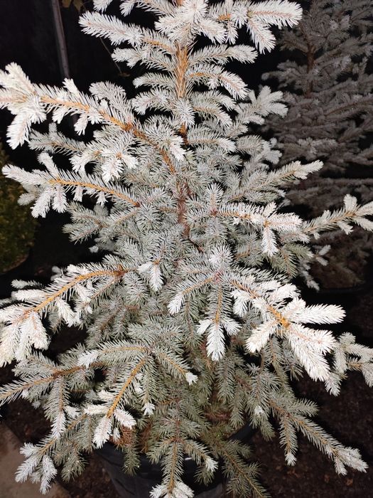 Арчалар Голубой Ел Италиянский срочно сотилади