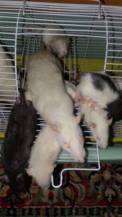 Крысята Дамбо Капюшон