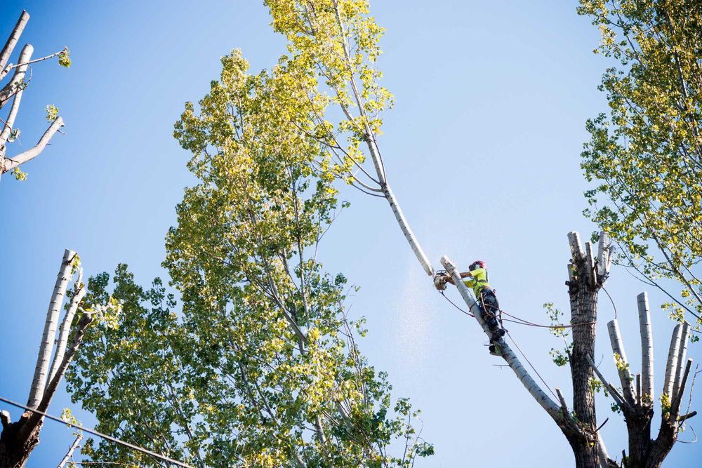 ARBORIST.RO - CLUJ NAPOCA - Toaletare arbori, Taiat arbori copaci pomi