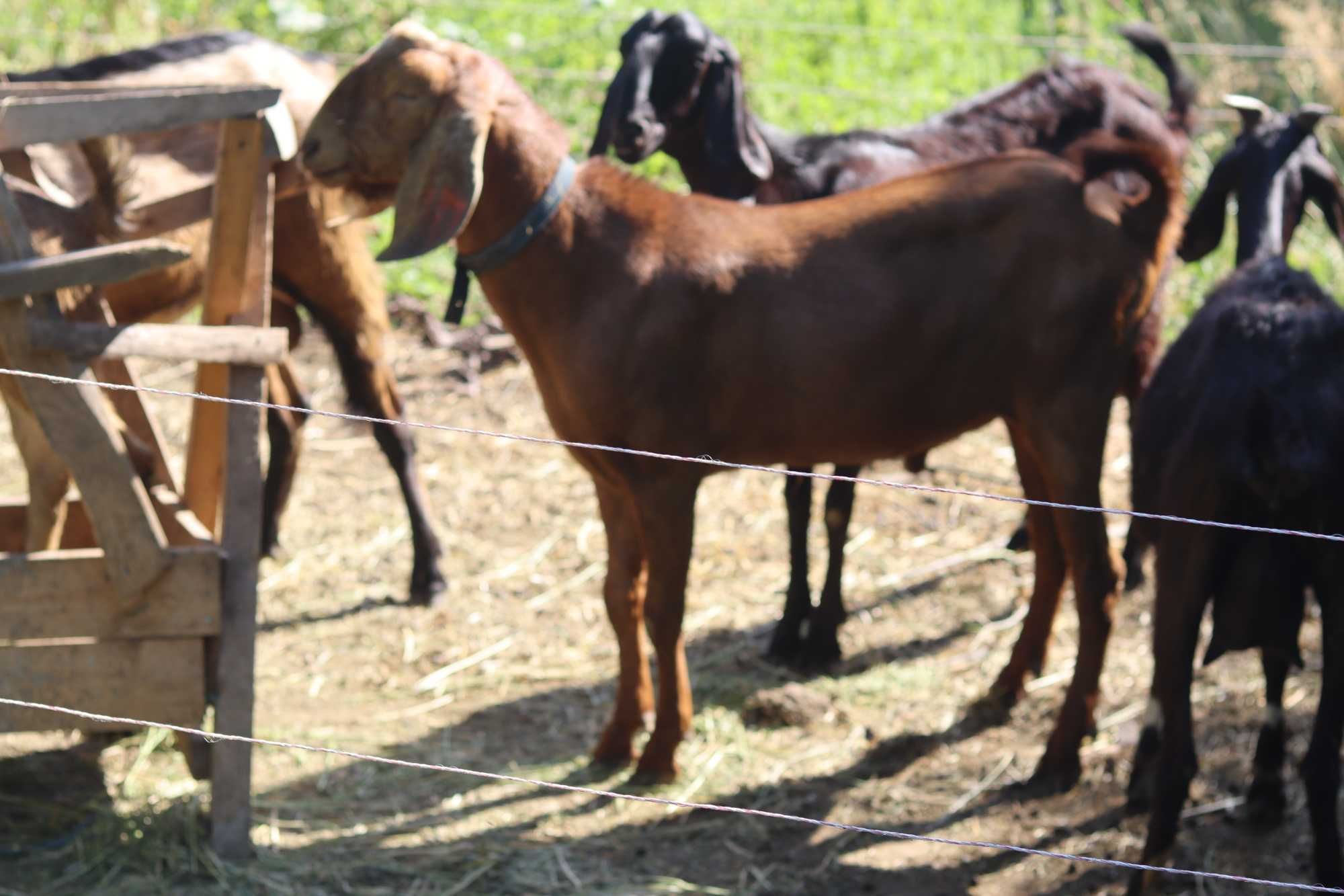 Țap Anglo-Nubian rasă pură – 1 an și jumătate, tată cu pedigree