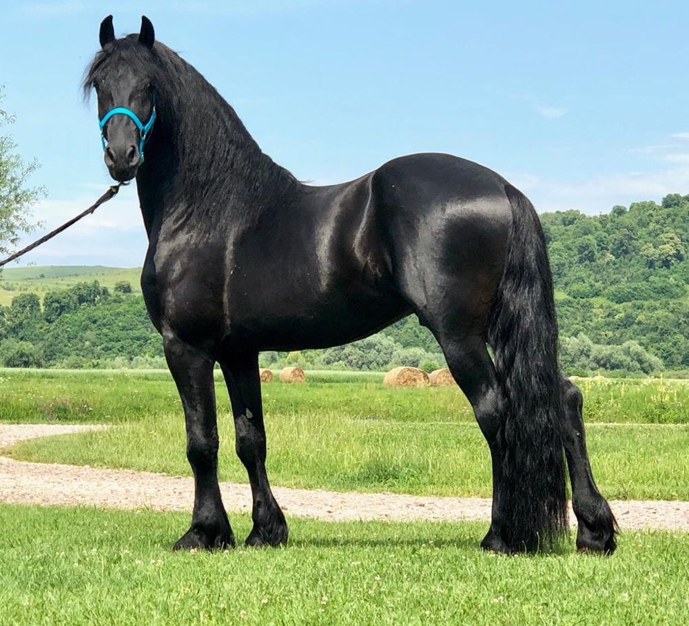 Friesian Armăsar Frizian Friz