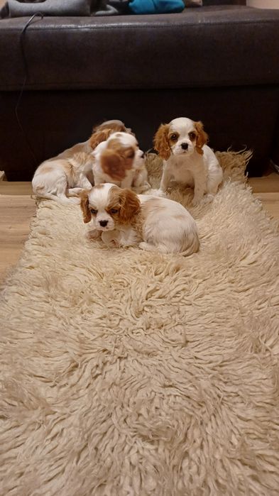 Продавам кавалер кинг чарлз шпаньол