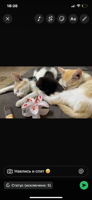 Отдам котят в добрые руки