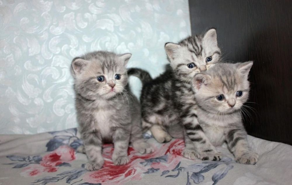 Британские котята