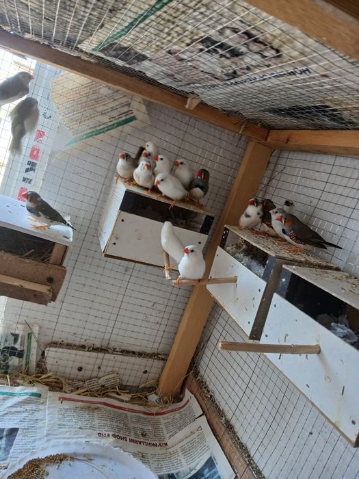 Smadinkalar sotiladi tayyor ishlab turgan paralar parasi 100 ming