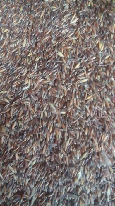 Ovaz   2025  - 1.30 lei / kg