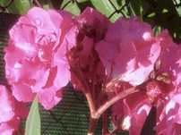 Leandru roz cu floare dubla