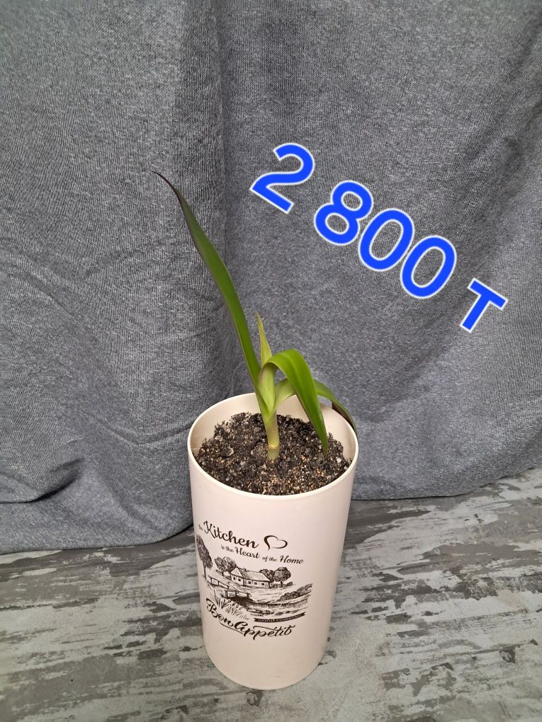 Продам рео (традесканция)