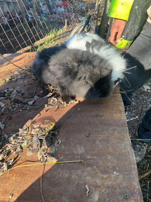 Iepurii de vânzare , sunt pereche