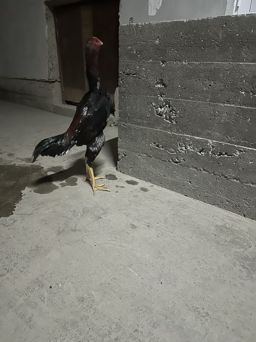 Otasi rassiyadan keltirilga xoroz