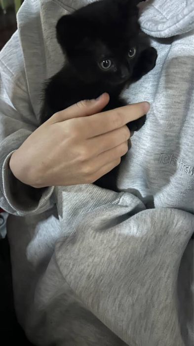 Отдам котенка в добрые руки,ей 5-7 недель