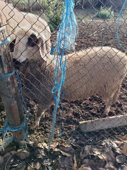 Продавам агне на 5 месеца