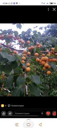 Саженцы северного раннего абрикоса абрикос
