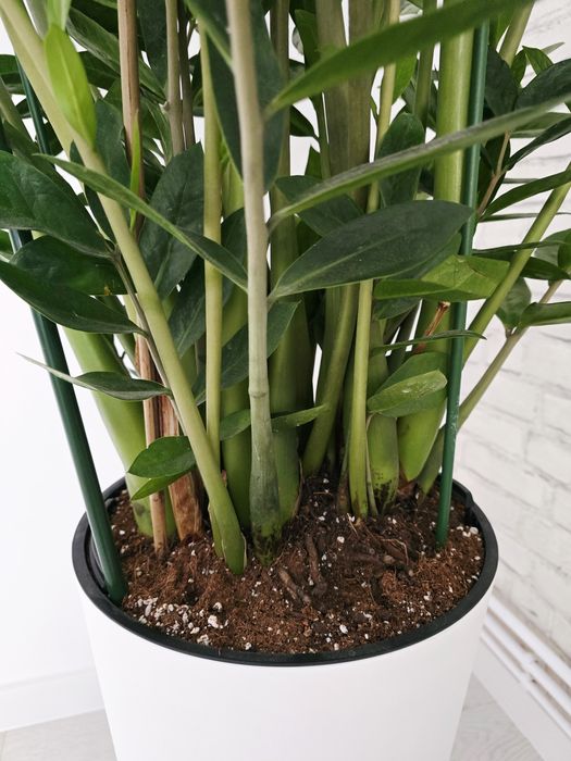 Floare interior Zamioculcas Zamiifolia Super Nova