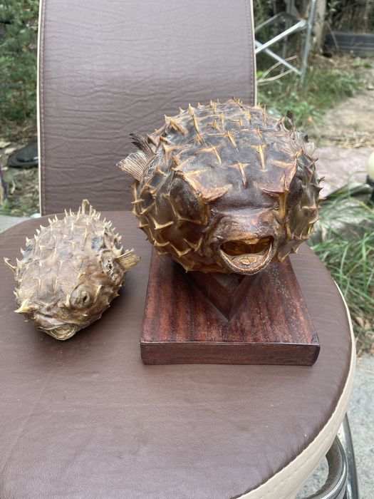 Pesti balon perfecti