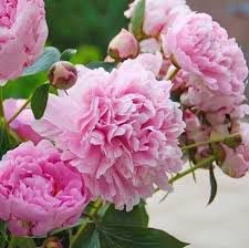 Bujor De Tip Pomișor