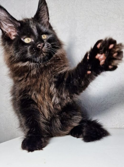 Продаю котят Мейн кун