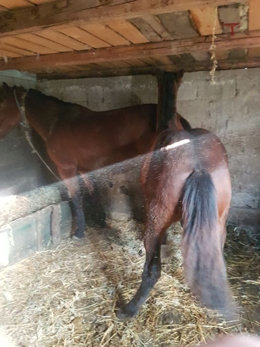 iapă de vânzare și mânză