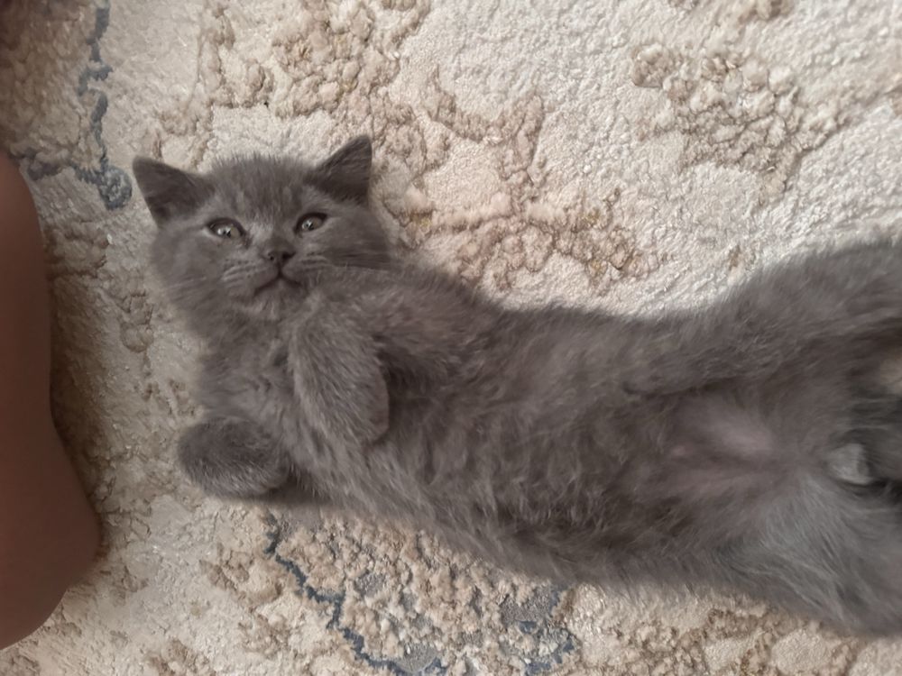 ПРОДАЕТСЯ котенок.