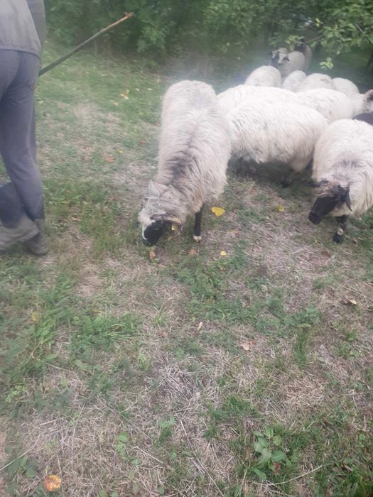 Oii  de vanzare in Gorj