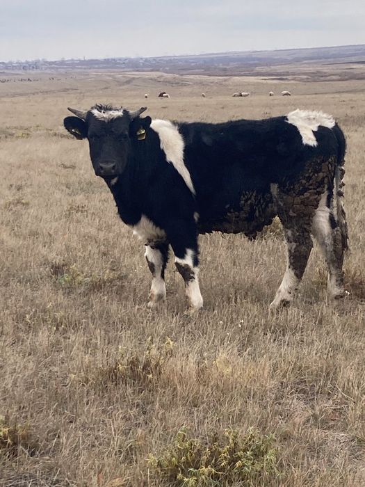 Продам крс молодняк