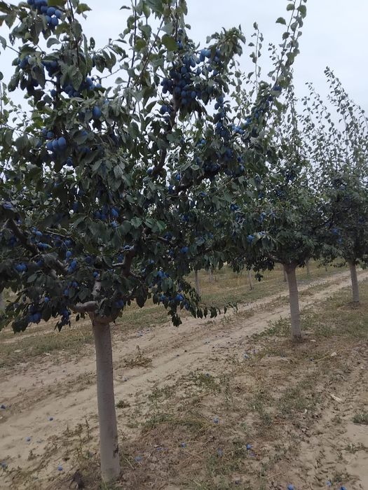 Prune Stanley De Vânzare! Pentru piata